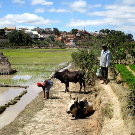 Antananarivo, briqueterie , maraîchage et culture du riz dans les quartiers.